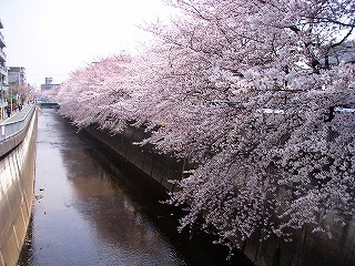 2006桜1